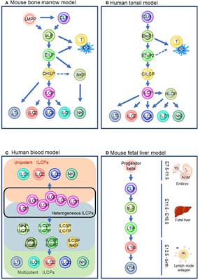 Waves of layered immunity over innate lymphoid cells